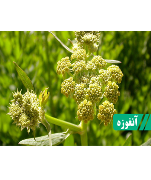 گیاه انغوزه (طب اسلامی-آیت الله تبریزیان) عطاری مسلمین