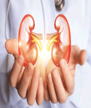 کلیه (طب اسلامی-آیت الله تبریزیان) عطاری مسلمین