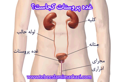محل قرار گیری پروستات